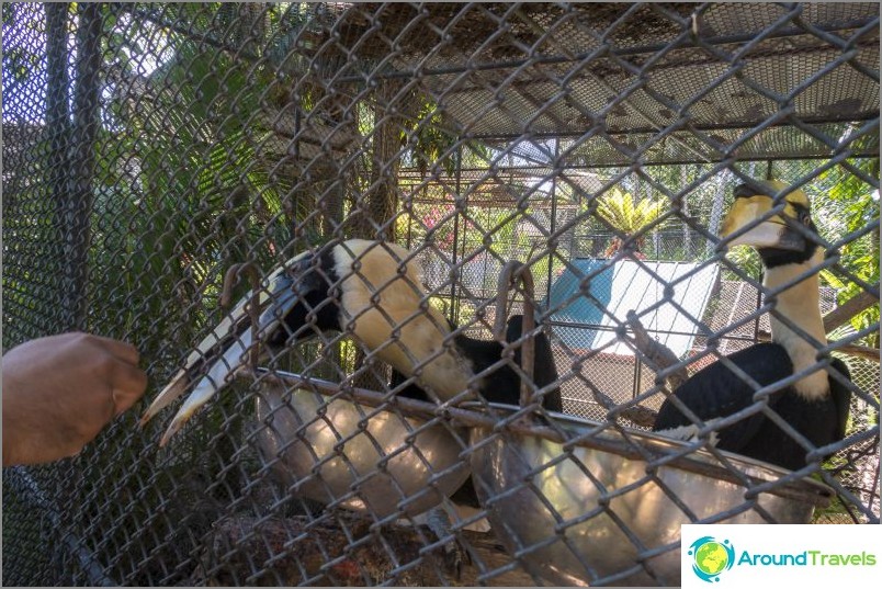 Phuket Zoo - моят преглед, цени, снимки и график на шоуто