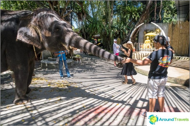 Zoo w Phuket - moja opinia, ceny, zdjęcia i harmonogram pokazów