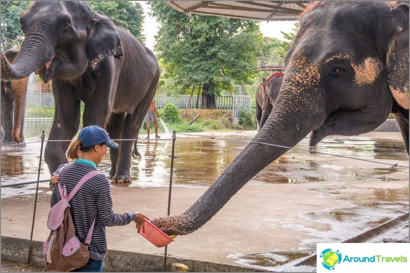 Pattaya Crocodile Farm i Millstone Stones Park - My Impressions