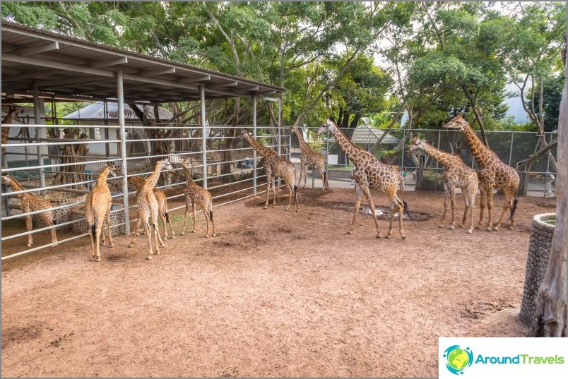 Pattaya Crocodile Farm og Millstone Stones Park - Mine inntrykk