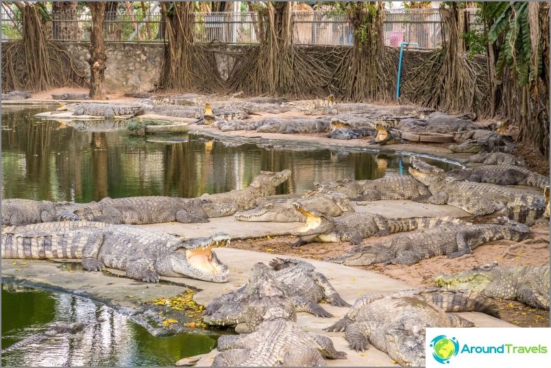 Fazenda de crocodilos