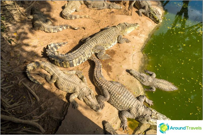 Pattaya Crocodile Farm og Millstone Stones Park - Mine inntrykk