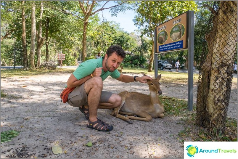 Puedes acariciar un venado