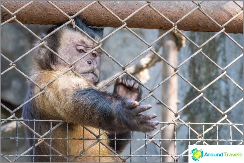 パタヤのカオキア動物園-タイで最高