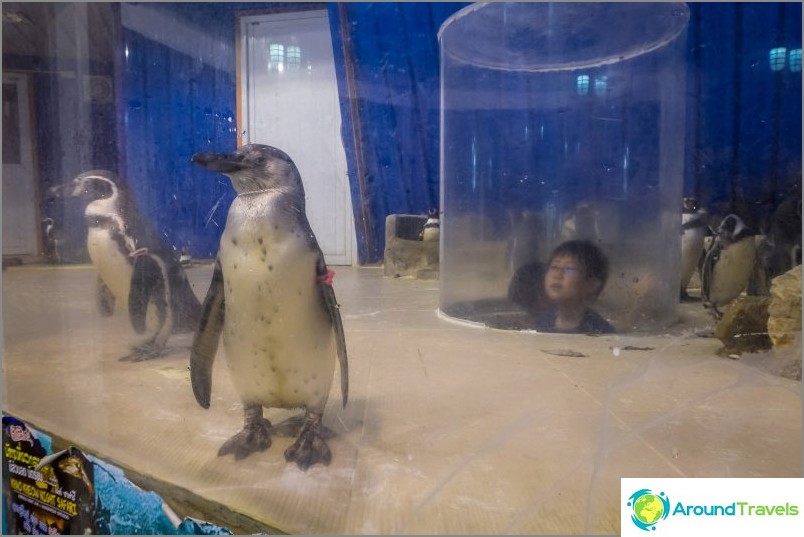 Aviary with penguins