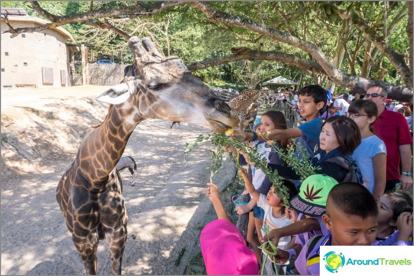 カオキオコンタクト動物園