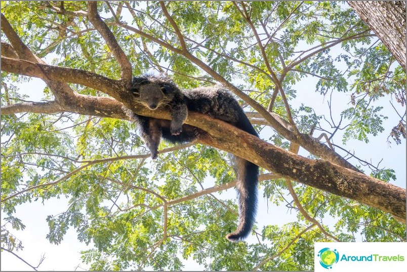 Medvekot binturong