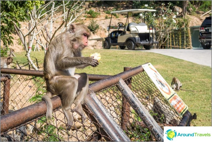 Wilder Affe im Zoo