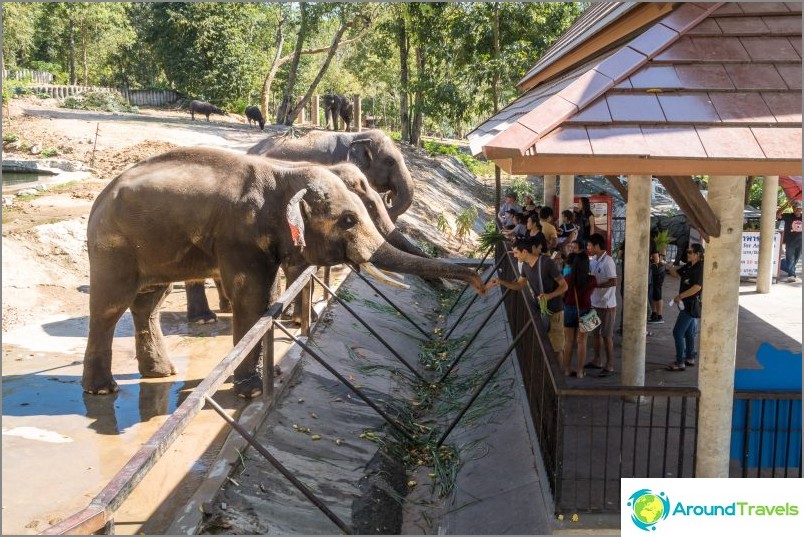 Khao Kheow Zoo in Pattaya - the best in Thailand