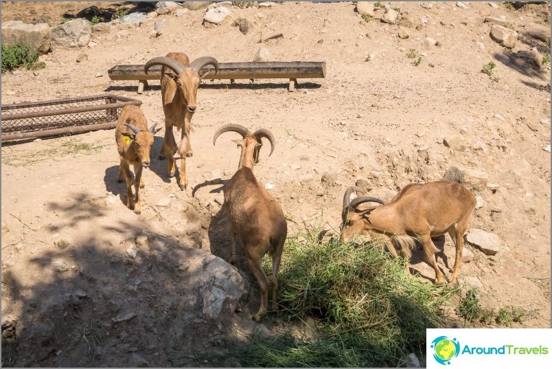 Khao Kheo Zoo i Pattaya - det bästa i Thailand