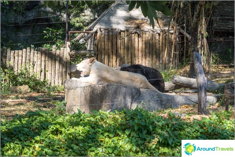 Khao Kheow Zoo in Pattaya - the best in Thailand