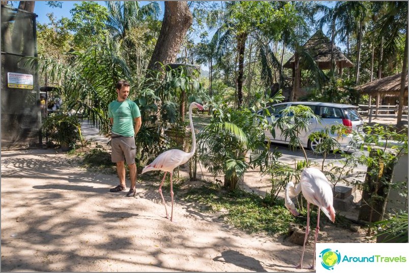 Khao Kheow zoo in Pattaya