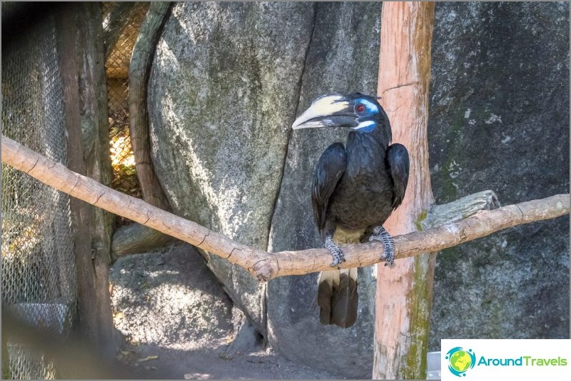 Khao Kheo zoologijos sodas Patajoje - geriausias Tailande