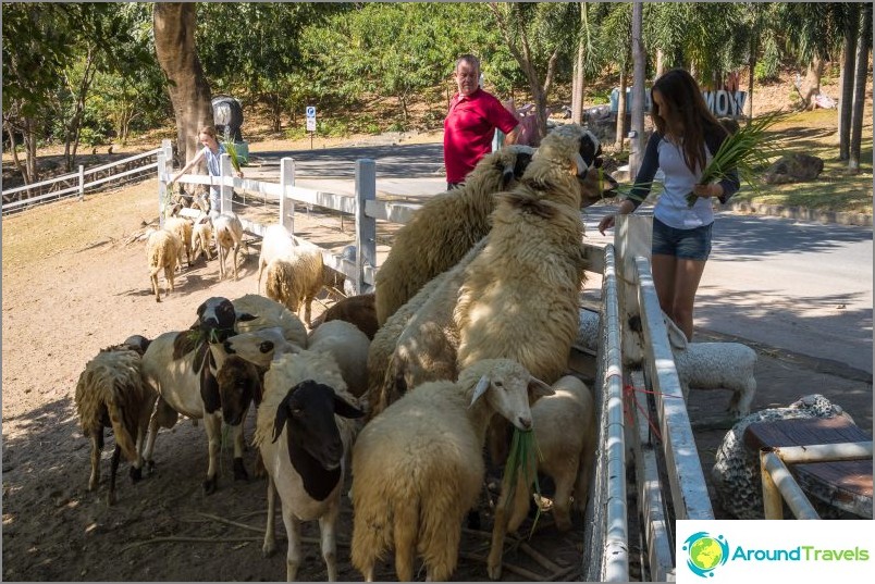 Khao Kheow Zoo in Pattaya - the best in Thailand