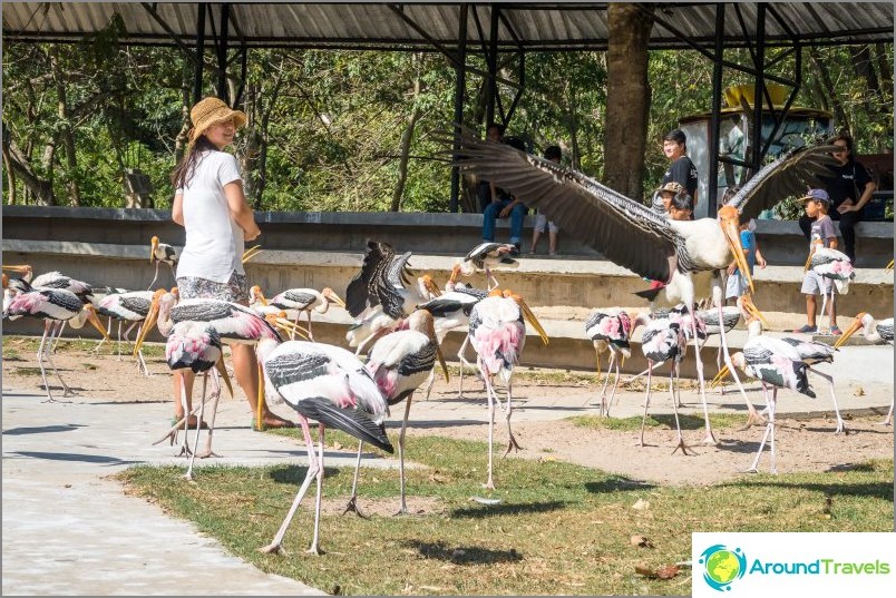 Khao Kheo zoologijos sodas Patajoje - geriausias Tailande