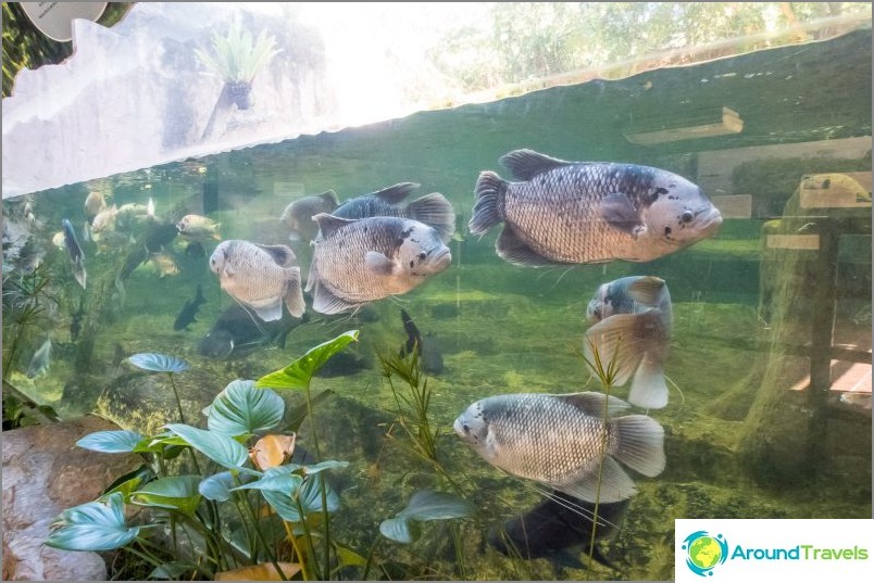 Khao Kheo zoo i Pattaya - det beste i Thailand