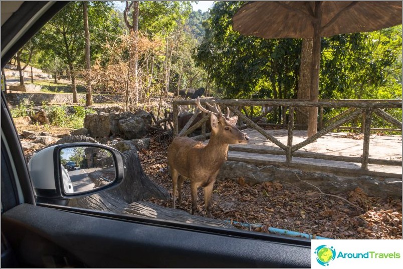 Khao Kheo Zoo i Pattaya - det bästa i Thailand