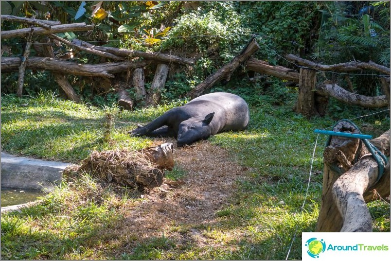 Il tapiro sta riposando