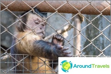 Khao Kheow Zoo in Pattaya - the best in Thailand