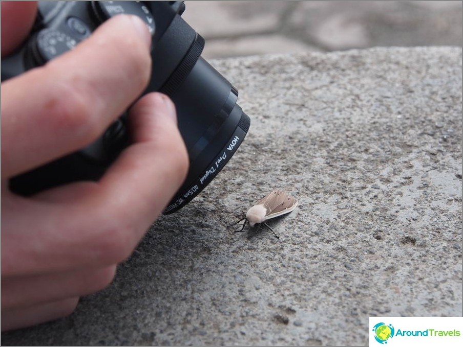 Un viaggio con entomologi: la fotocamera è costantemente in modalità macro