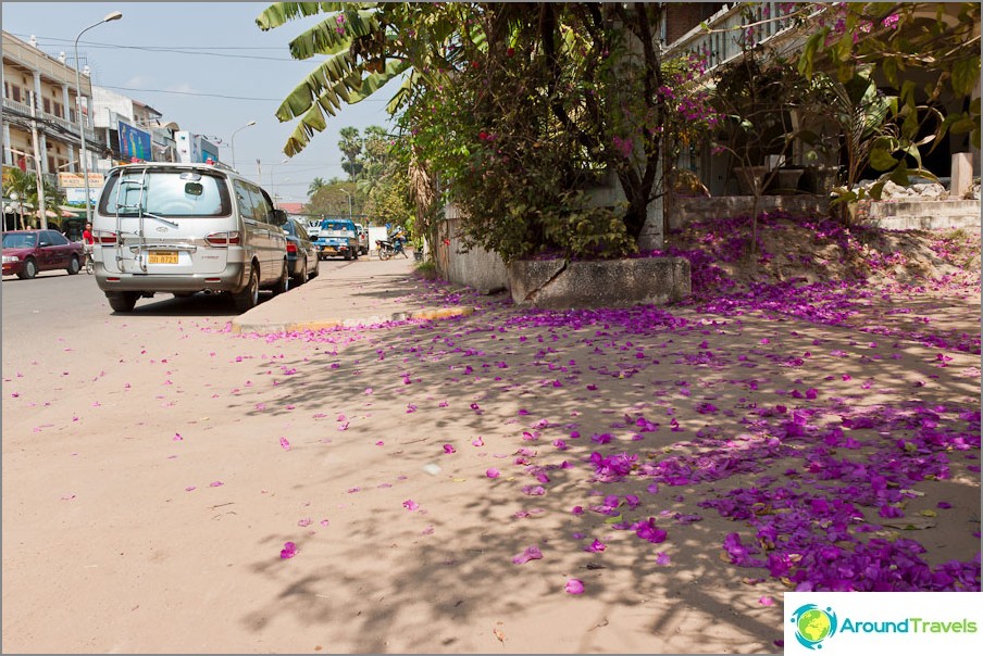 Aceras en flores