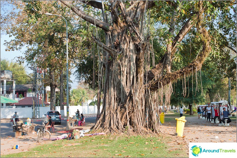 Just a beautiful tree on the Vientiane waterfront