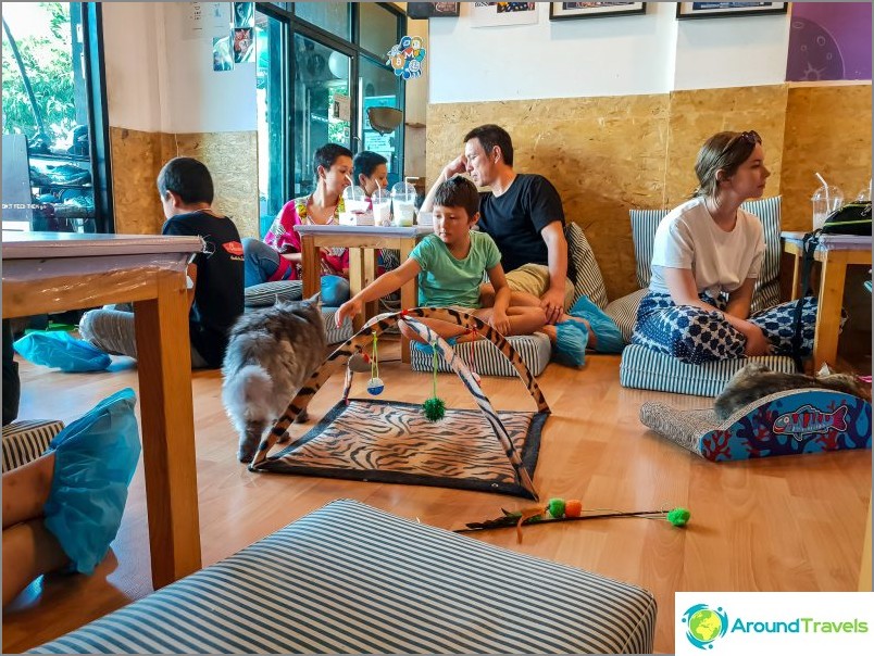 Catmosphere Cat Cafe i Chiang Mai