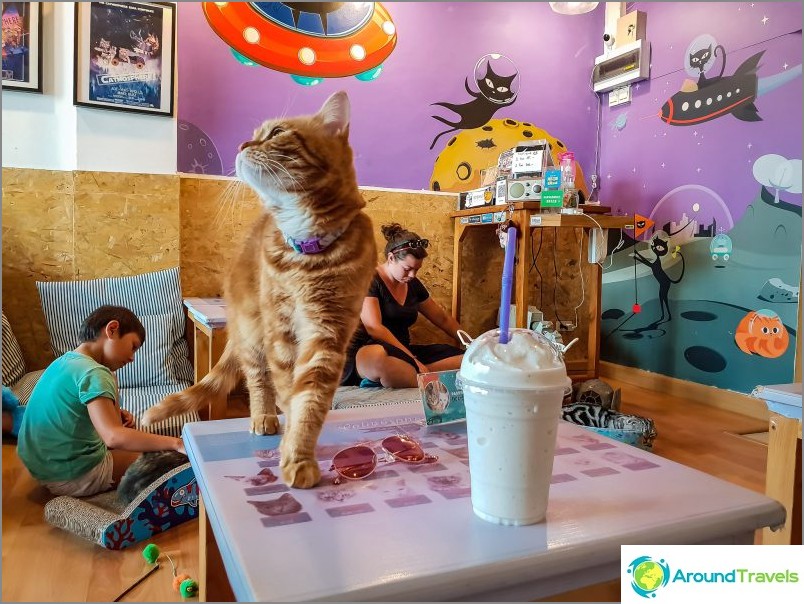 3 kattkaféer i Chiang Mai - Catmosphere, Cat Brothers, Cats station