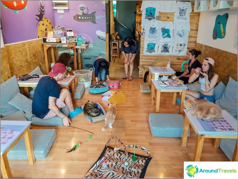 3 kattencafés in Chiang Mai - Catmosphere, Cat Brothers, Cats-station