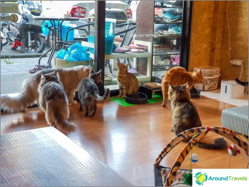 3 kattekafeer i Chiang Mai - Catmosphere, Cat Brothers, Cats station