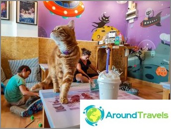 3 cafeterias em Chiang Mai - Catmosphere, Cat Brothers, estação de gatos