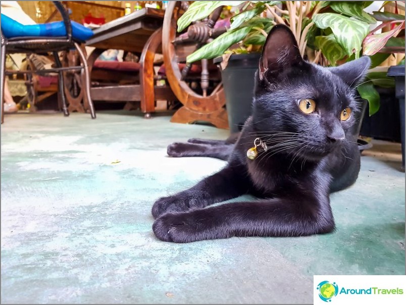 3 cafés pour chats à Chiang Mai - Catmosphere, Cat Brothers, Cats station