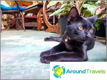 3 cat cafes in Chiang Mai - Catmosphere, Cat Brothers, Cats station