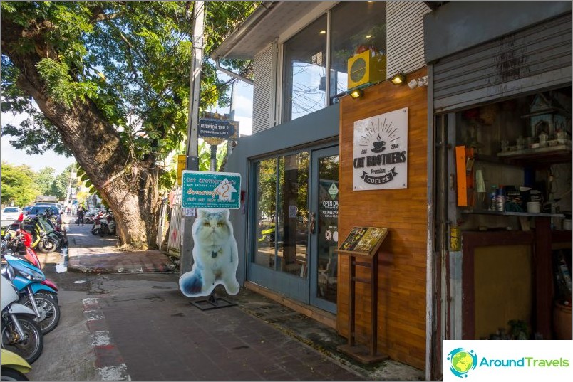 Cat Brothers Cafe em Chiang Mai