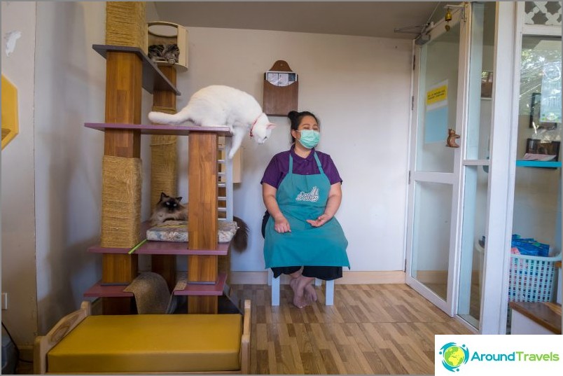 3 kattencafés in Chiang Mai - Catmosphere, Cat Brothers, Cats-station