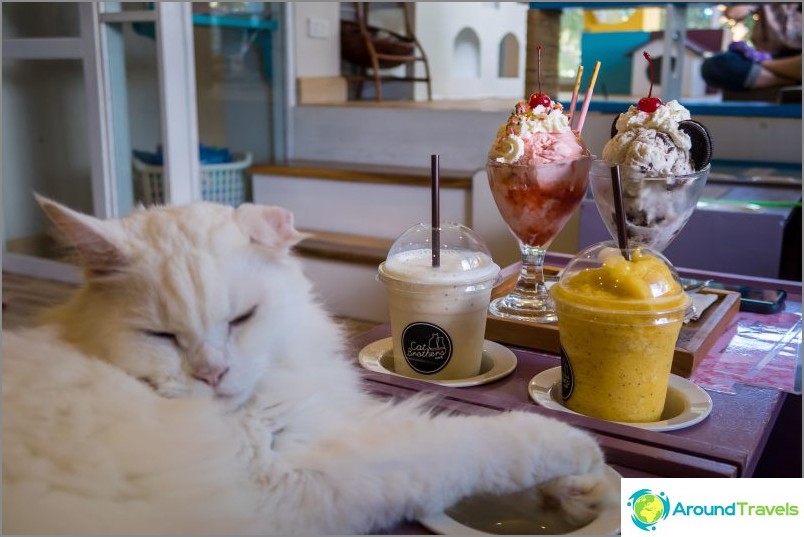 3 cafés pour chats à Chiang Mai - Catmosphere, Cat Brothers, Cats station