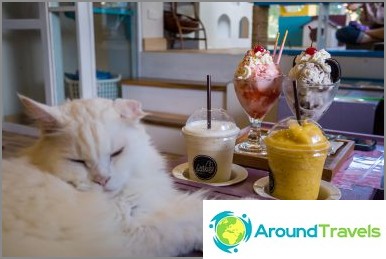 3 cafés para gatos en Chiang Mai - Catmosphere, Cat Brothers, estación de gatos