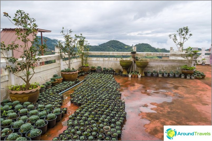 Jardín de cactus en la azotea del restaurante.