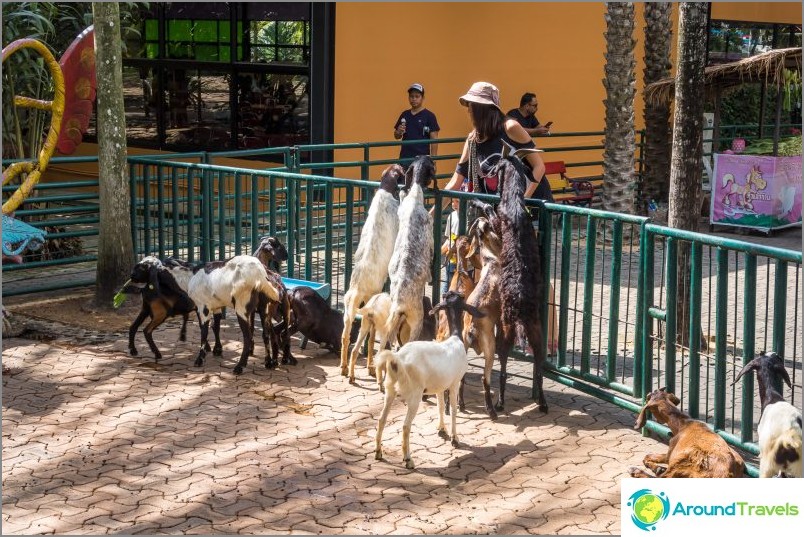 Nong Nooch trópusi park Pattayában - a fő attrakció