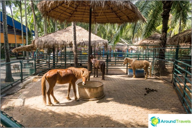 Pattaya Nong Nooch Tropik Parkı - ana cazibe