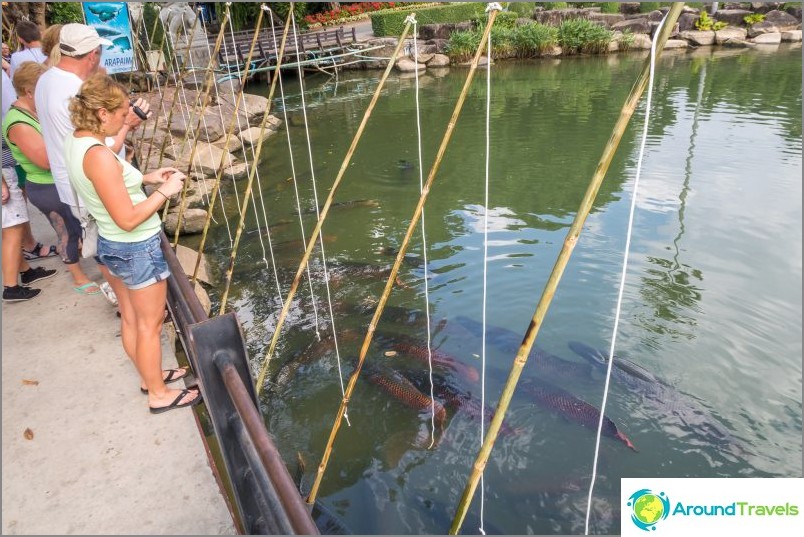 Puedes alimentar a peces gigantes