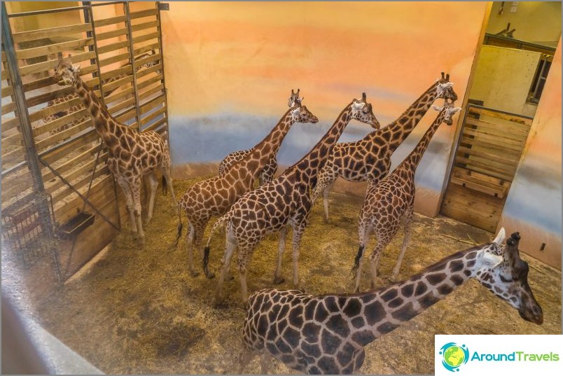 Жирафи в Пражкия зоопарк