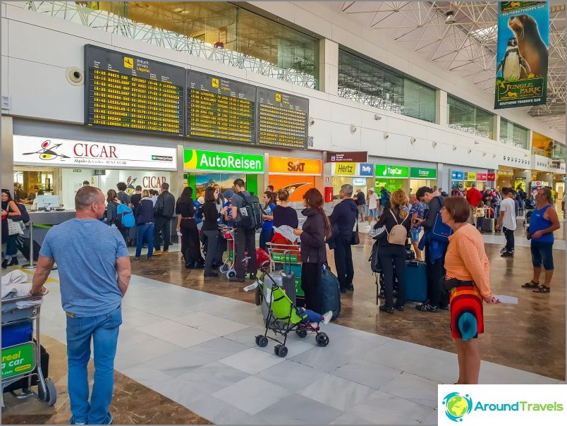 Køer på Tenerife lufthavn