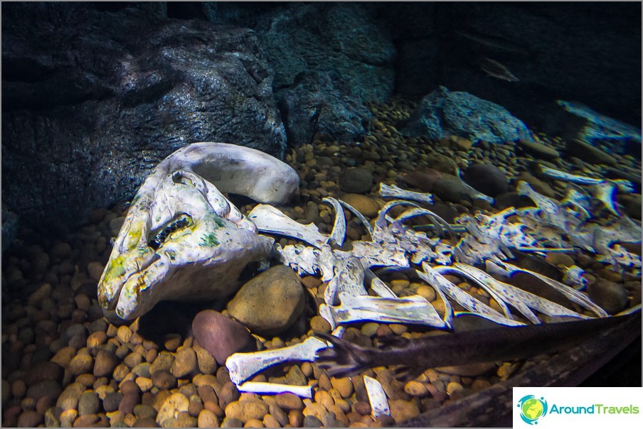 いずれかの水族館での奇妙な設置