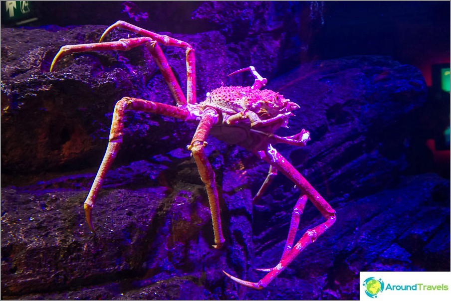 Huge crab, about the size of a human head