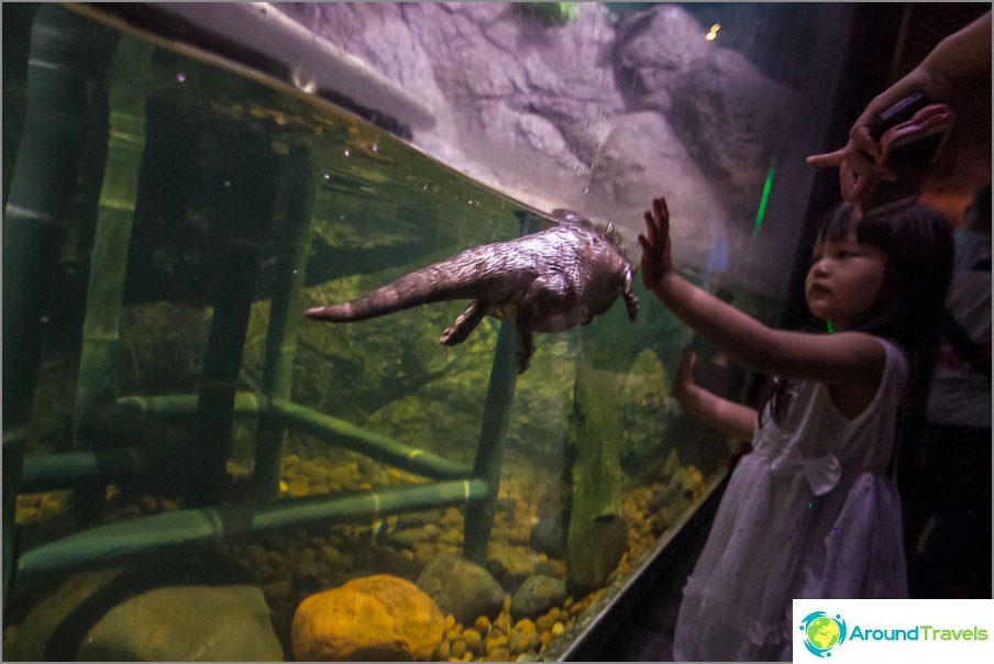 Lontra de mega velocidade, ou o que é?