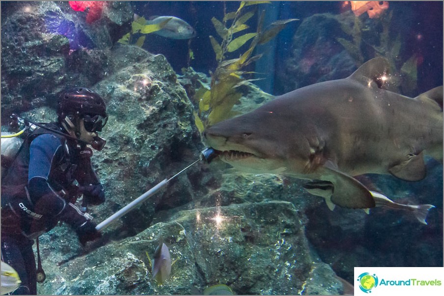 Shark feeding at Bangkok Aquarium