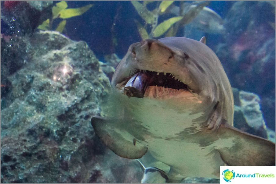 Hajfodring i Bangkok Aquarium