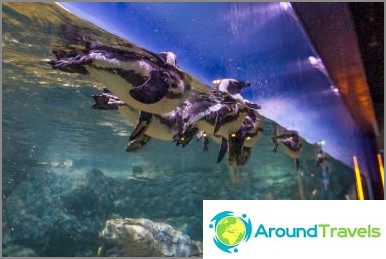 Bangkok oceanarium Sea Life Ocean World - fodring af fisk og hajer