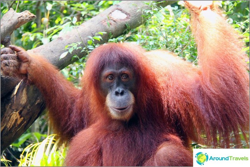 Orangutan, w towarzystwie, z którym możesz zjeść śniadanie, jeśli tylko nie pochłonie wszystkiego / commons.wikimedia / Lionel Leo